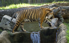 Memphis Zoo 09-02-2010 - Tiger 16