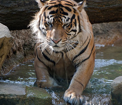 Memphis Zoo 09-02-2010 - Tiger 38