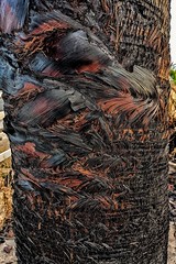 Black burned palm trunk after a fire