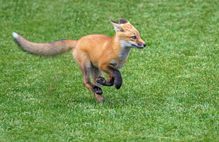 Fox Kit Running