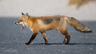 Red Fox | Vulpes Vulpes | 2022 - 55