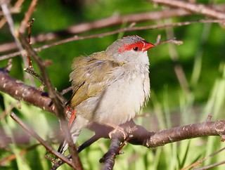 Finches - Red-Browed (Neochmia temporalis)