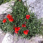 Roman Flowers - https://www.flickr.com/people/15751038@N02/