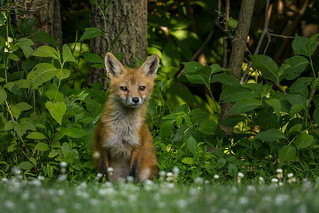 Red Fox (pup)