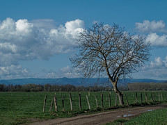 tree, path, fence - Photo of Wangen