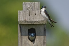 Tree Swallows, with casual elegance, feeling right at home...