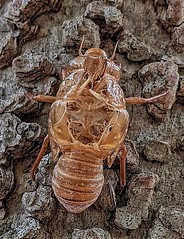 Exuvia of a cicada