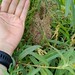 鳥巢-褐頭鷦鶯 110_0711 我們的田