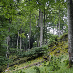 Forêt - Photo of Chein-Dessus