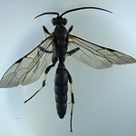 Cœlichneumon biannulatus (Gravenhorst 1820) ♂ (Hymenoptera Ichneumonidæ Ichneumoninæ Ichneumonini) - https://www.flickr.com/people/132574141@N04/