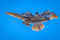 Red Tailed Hawks - Aerial acrobatics #2