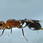 Spathius erythrocephalus Wesmæl 1838 ♀ (Hymenoptera Braconidæ Doryctinæ Spathiini) - https://www.flickr.com/people/132574141@N04/