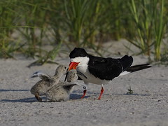 Black Skimmer, sorry kids only one fish - Nickerson Beach, New York, USA