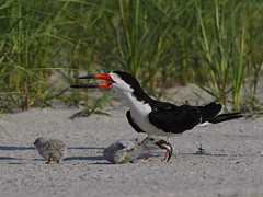 Black Skimmer, don't worry next fish is yours - Nickerson Beach, New York, USA