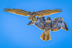 Red Tailed Hawks - Aerial acrobatics #1