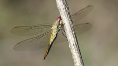 Wandering Glider (female)- Beacon Woods Pond