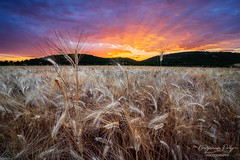 Wheat Field at Sunset - Photo of Saint-Mamert-du-Gard