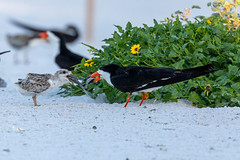 Black Skimmer Chick Bites off more than he can chew