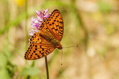 Bosrandparelmoervlinder (Fabriciana adippe) - Photo of Mayres-Savel