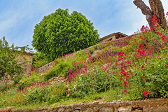 Pretty flowers on the slope