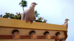 Pigeons sur la Croisette à Cannes - Photo of Cannes