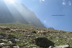 PECORE. Sono animali buoni, timidi, docili ed intelligenti. Alta Valle Maira, Piemonte, ITALIA. - Photo of Meyronnes