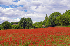Pretty poppy field