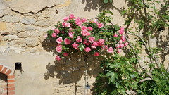 A splendor, a rose tree called Leonardo da Vinci - Photo of Champlecy