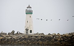 Pelicans Flying by Walton Lighthouse