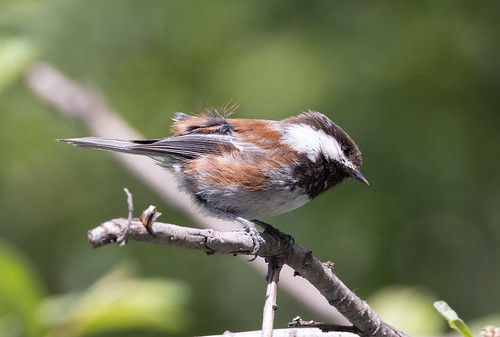 Family Paridae - Tits, Chickadees and Titmice