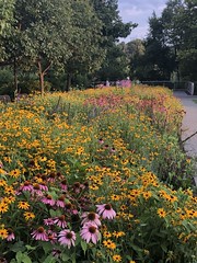 Summer flowers blooming, evening at Georgetown Waterfront Park, Washington, D.C.