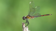Four-spotted Pennant, Beacon Woods Pond