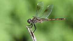Four-spotted Pennant, Beacon Woods Pond