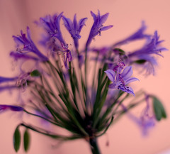 Flower - Photo of Albi