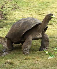Aldabra Tortoise