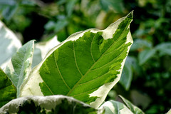 Leaf - Photo of Arsac-en-Velay