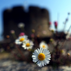 Flower ☮ Power - Photo of Plouzané
