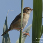 Aves e insectos en las lagunas de La Guardia (Toledo) 24-7-2022