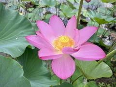 surreal lotus