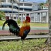Handsome rooster