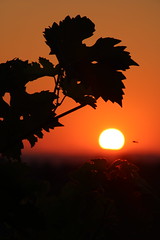 Vigne et soleil - Photo of Albi