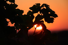 Vigne et soleil - Photo of Puygouzon
