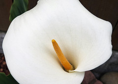 Calla Lily macro in the backyard of our San Francisco home 20220506-130730