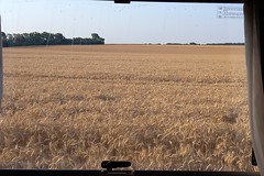 View from the van of the wheat before harvest