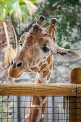 Zoo Giraffe-1