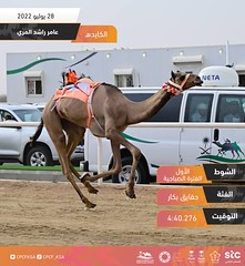 منافسات الحقايق العامة بمهرجان ولي العهد بالسعودية (ميدان الطائف) صباح 28-7-2022