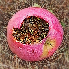 Apple with wasps