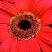 Red Sun Flower