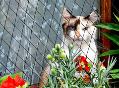 Chat de ... garde - Photo of Lanarvily