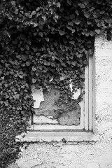 English Ivy Window